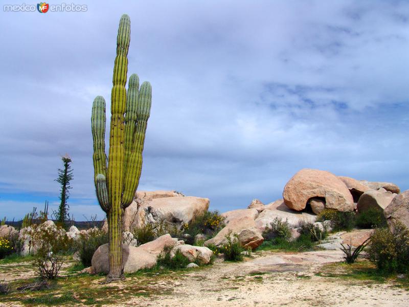 Saguaros