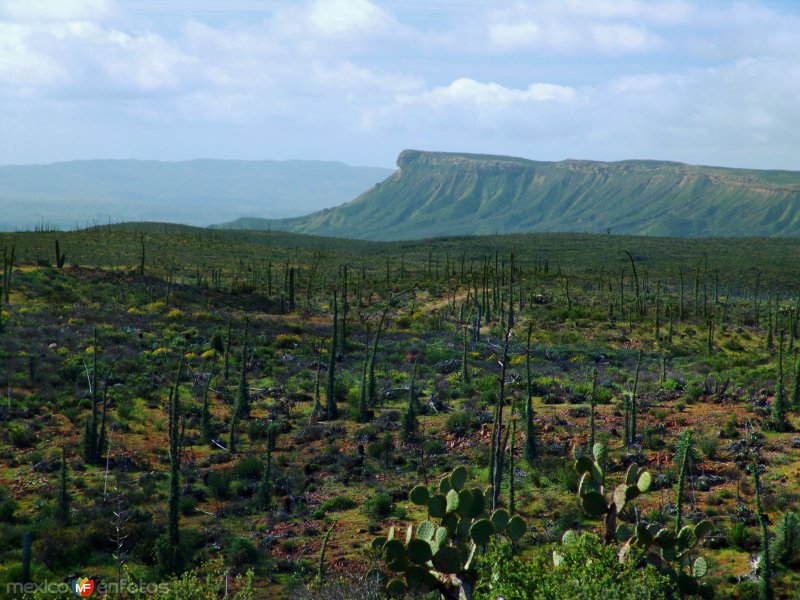 Valle de los Cirios