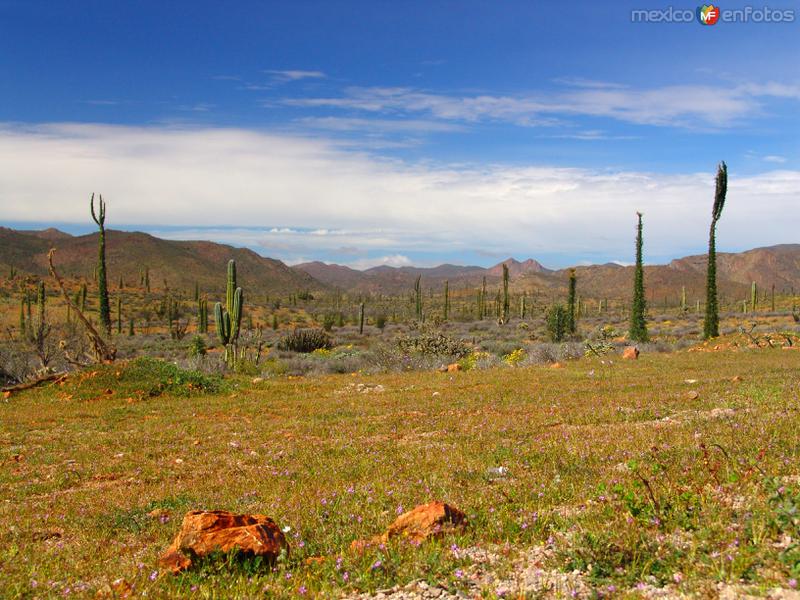 Valle de los Cirios