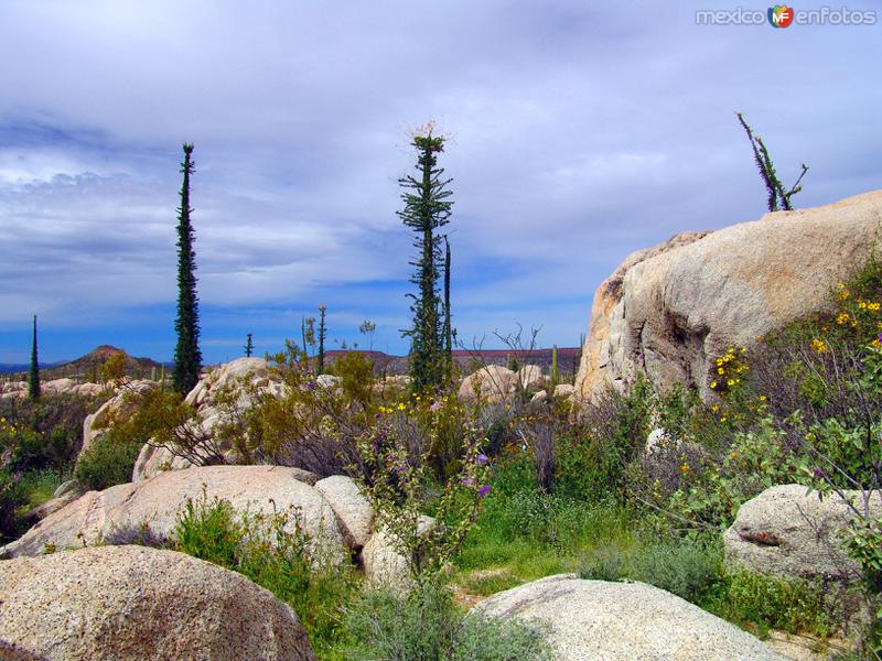 Valle de los Cirios