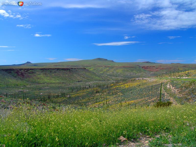 Valle de los Cirios