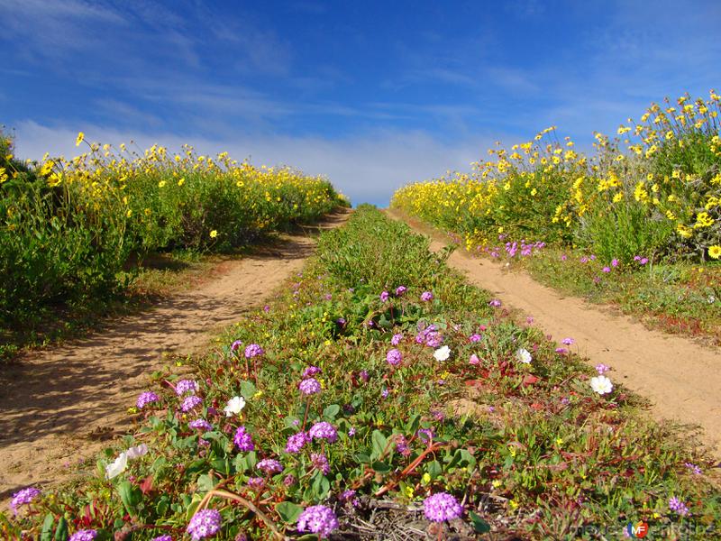 Campo de Flores