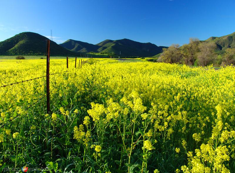 Campo de flores de mostaza