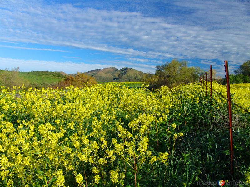 Campo de flores de mostaza