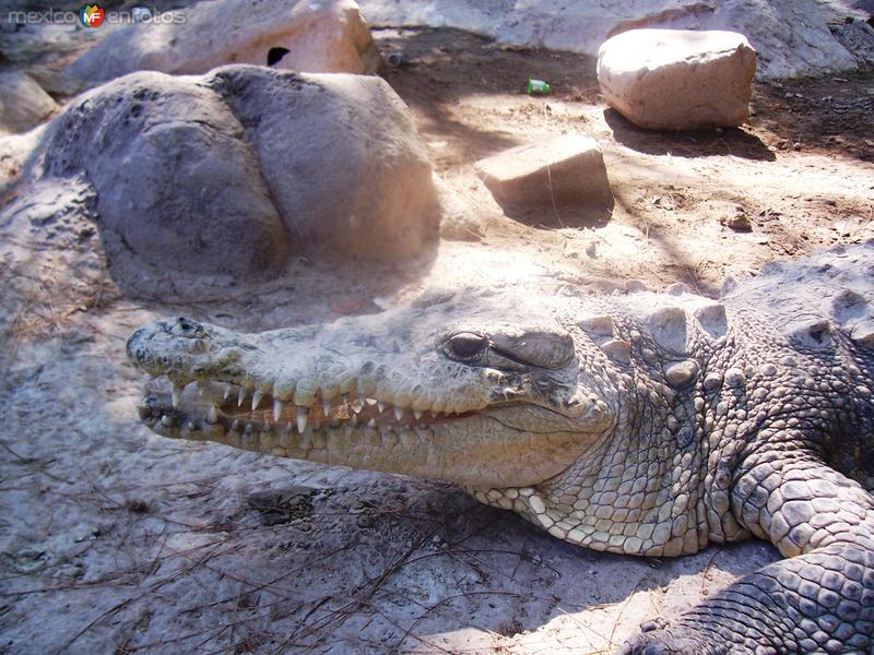 Zoológico de Mazatlán