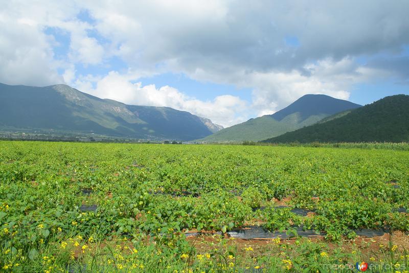 PLANTACION DE TOMATE DE FRESADILLA EN EL TUNAL