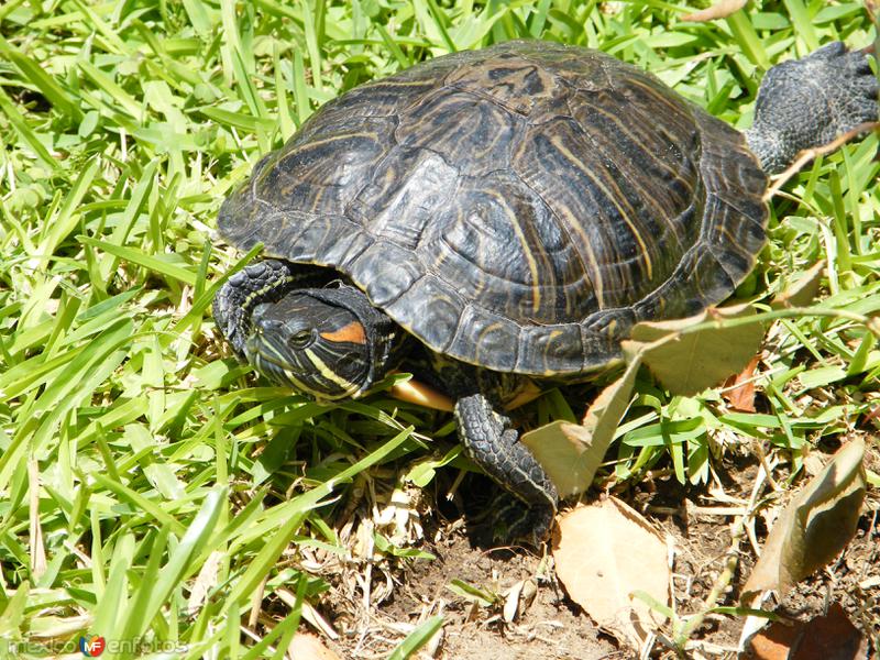 Tortugas en los jardines de la Antigua Presidencia Municipal