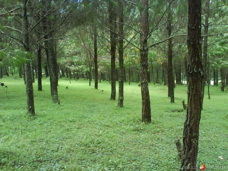 Arboles que Rodean la Laguna