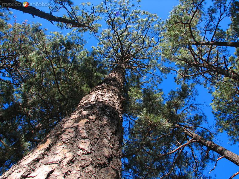 Bosque de Cusárare