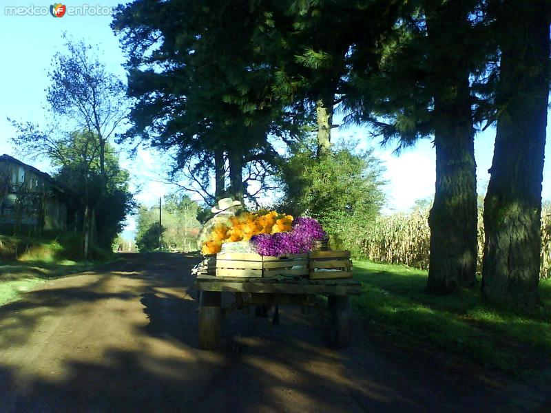 Festividad del dia de Muertos