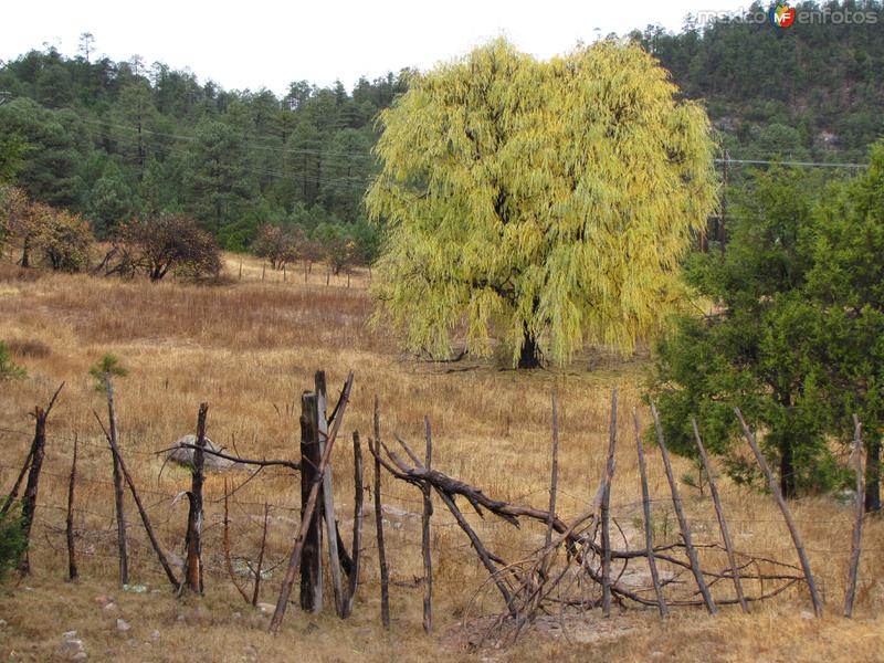 Sierra Madre Occidental (Sierra Tarahumara)