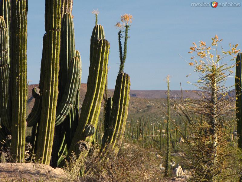 Valle de los Cirios