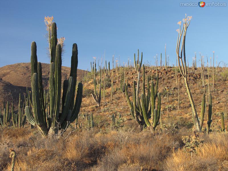 Valle de los Cirios