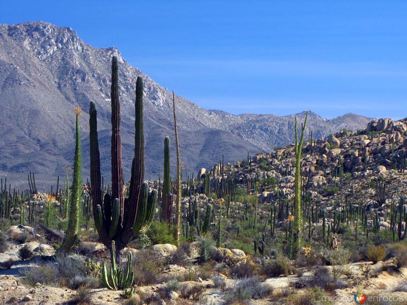 Valle de los Cirios