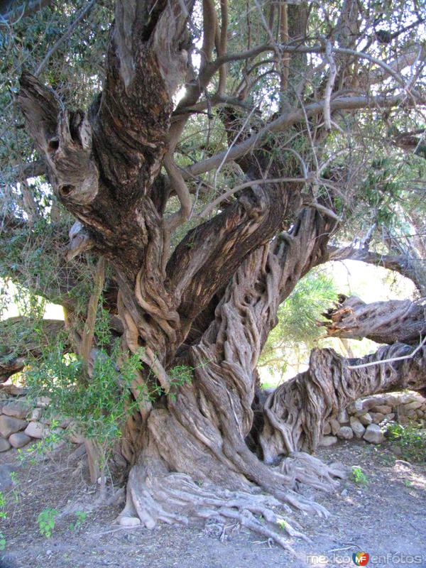 Arbol de los 300 años