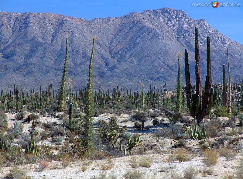 Valle de los Cirios