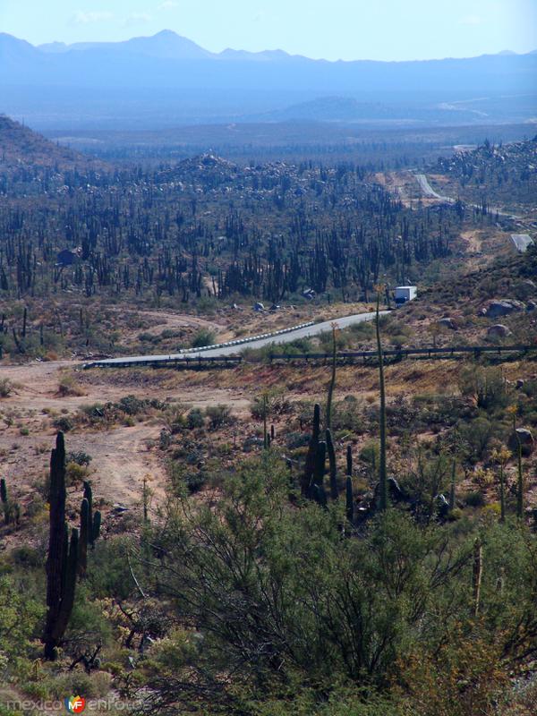 Valle de los Cirios