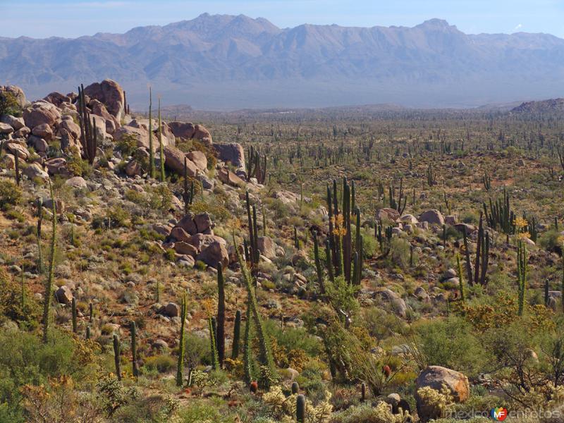 Valle de los Cirios