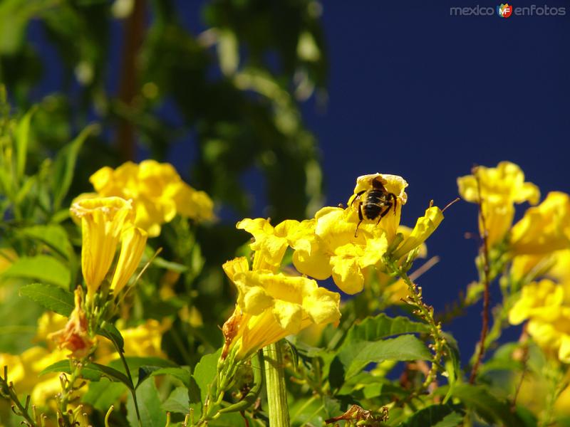 Flora de San Javier