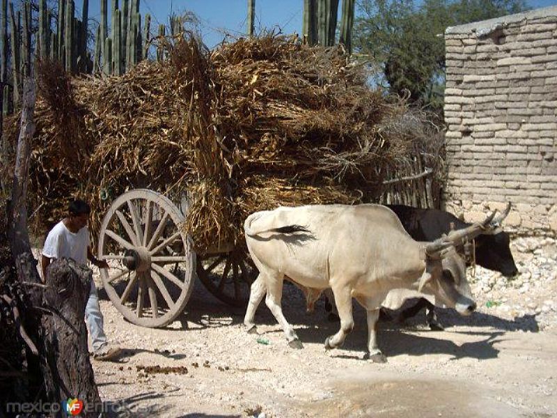 Carreta cargada de rastrojo en Col. Alvaro Obregon