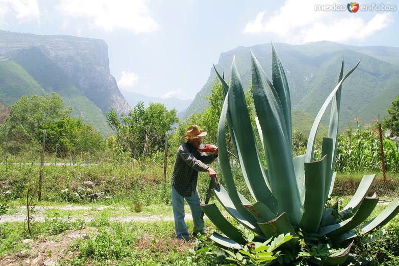 SACANDO AGUAMIEL DEL MAGUEY PARA HACER EL MEZCAL EN LA SIERRA