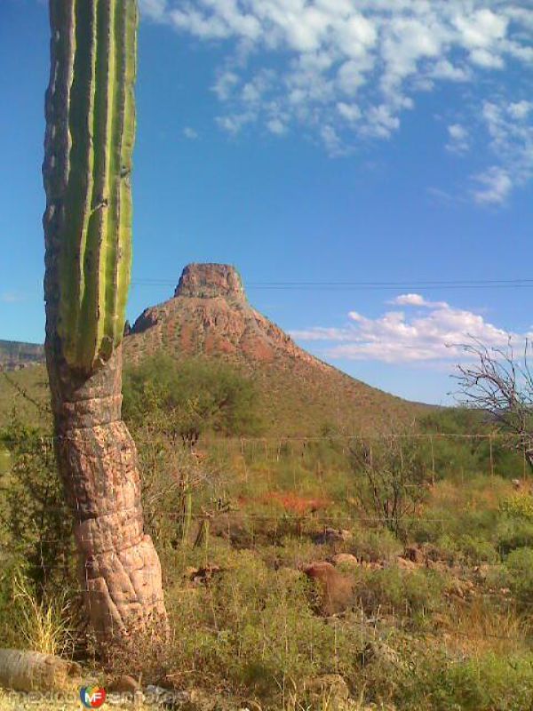 EL PILON DE LA PURISIMA