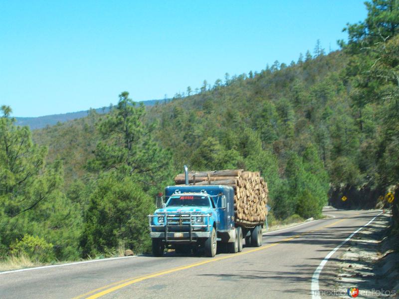 trailer cargado de madera