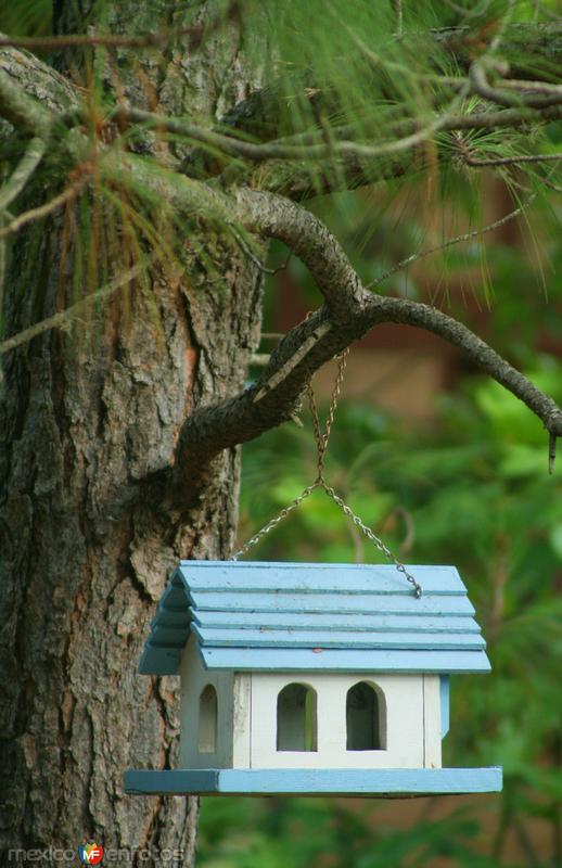 CASITA PARA PAJAROS EN LA CIENEGA DE GONZALEZ