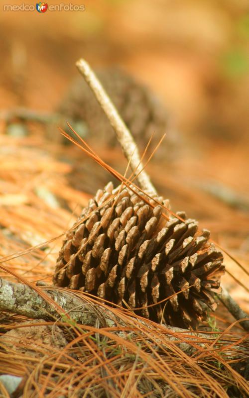 SIERRA DE SANTIAGO---(PIÑA ABIERTA)