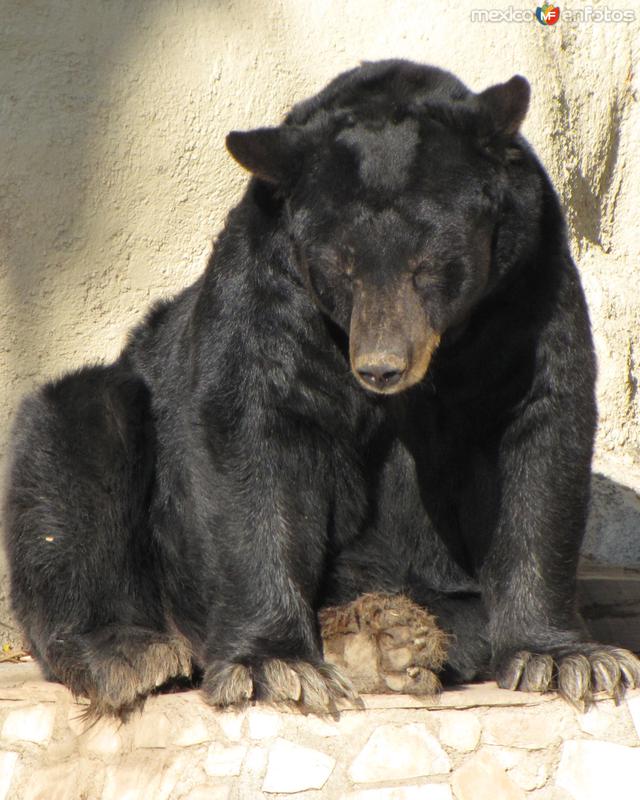 Oso negro americano en el parque La Pastora