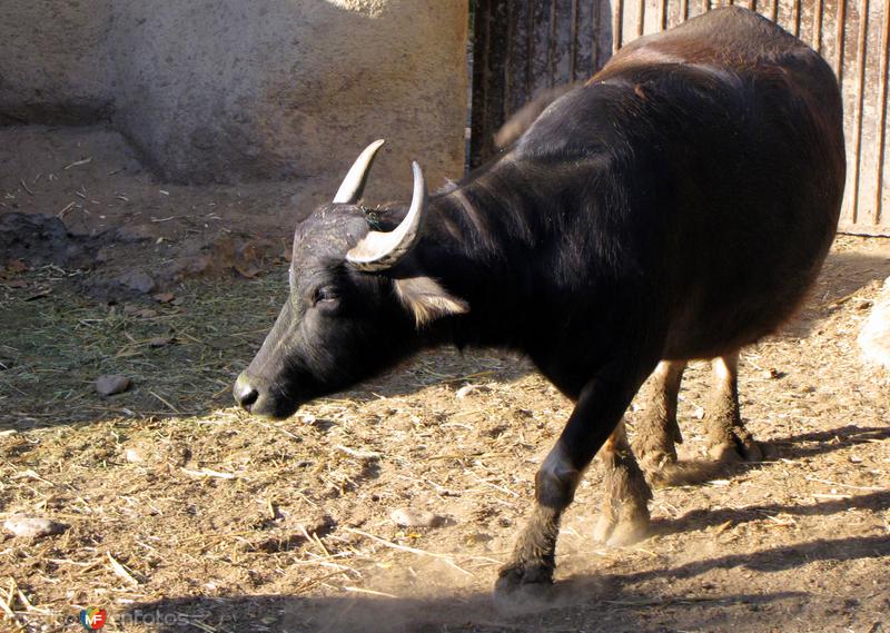 Toro en el parque La Pastora