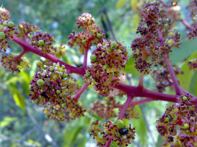 Flor de mango