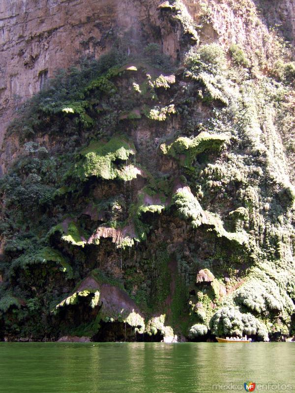 arbol de navidad