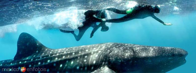 Whale Shark Safari