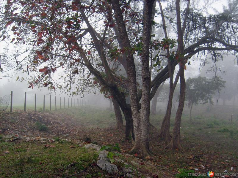 mañana de niebla