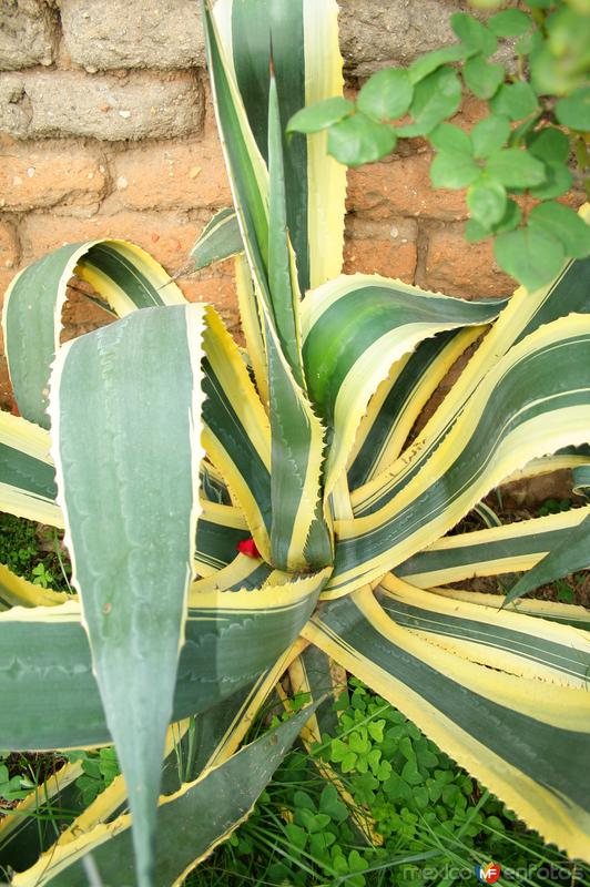 FLORA DE ARTEAGA (MAGUEY)