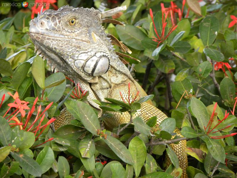 Iguana