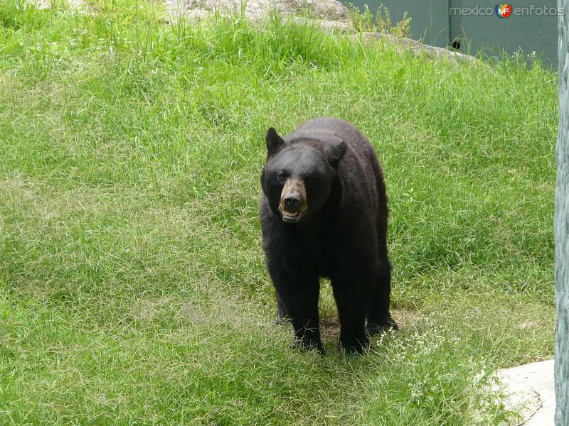 Oso pardo en el Zoologico de Guadalajara