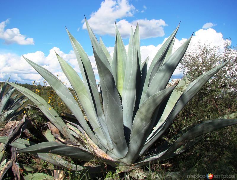 Maguey