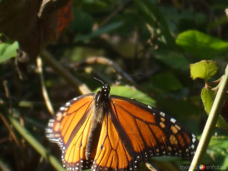 Mariposa Monarca