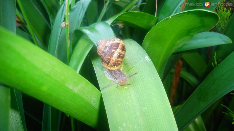 Caracol