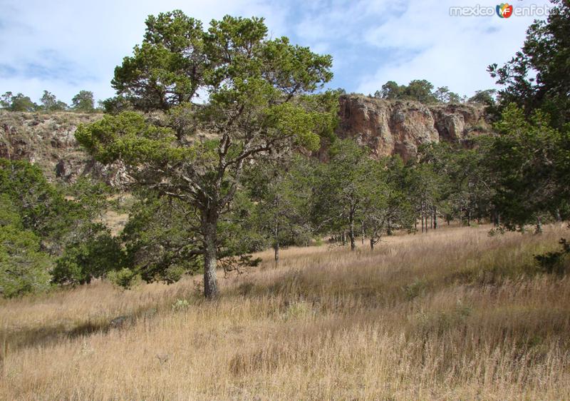 Arboles de piñones (La Labor del Mazo)