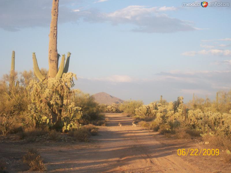 DOS LIEBRES EN EL CAMINO