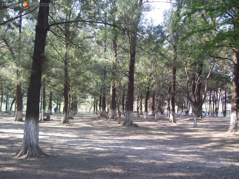 Bosque en San Sebastian Tecomaxtlahuaca