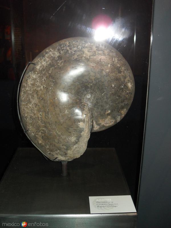 Fòsiles en museo del desierto