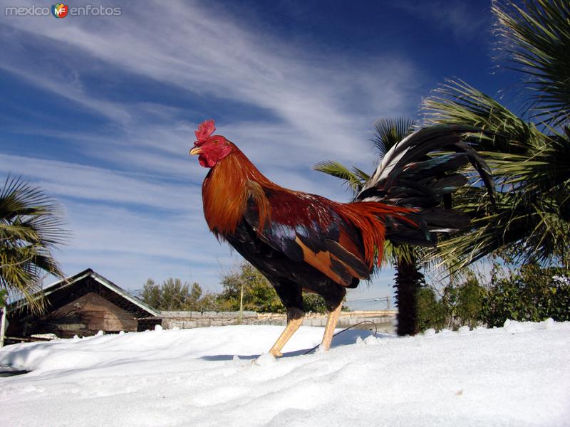 Gallo de pelea