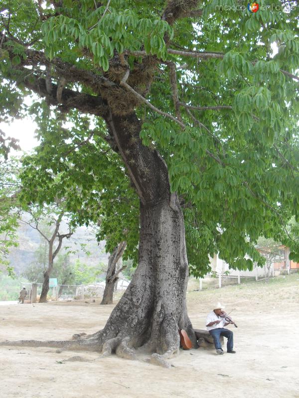 ceiba longeva en la antigua misión de Gamotes