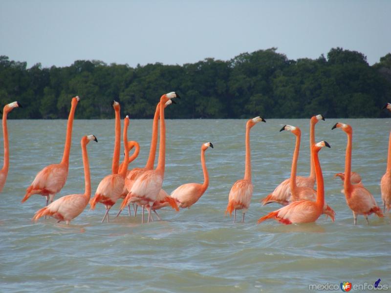 flamingos 4