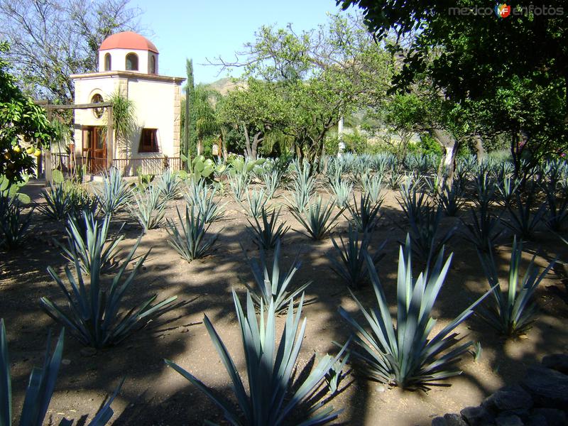 Jardines con agave azul. Fábrica la Cofradía.