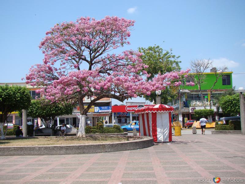 macuilis del parque independencia